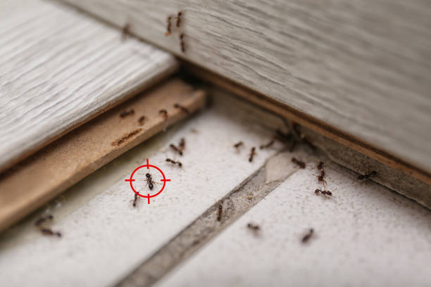 Best Bed Bug Extermination  in Cordry Sweetwater Lakes, IN
