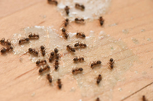 Best Emergency Pest Control  in Cordry Sweetwater Lakes, IN