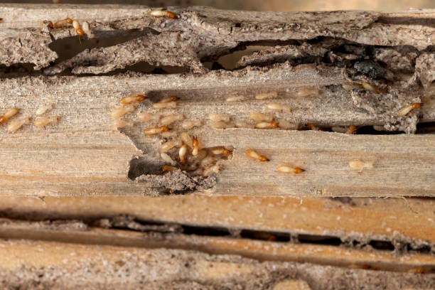 Best Exterminator Services  in Cordry Sweetwater Lakes, IN
